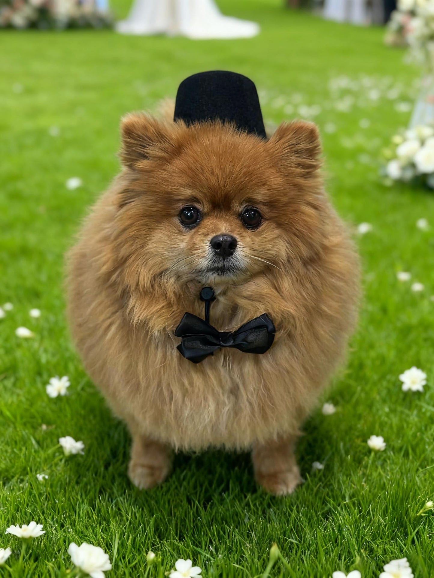 Pet Formal Costume Set Dog Top Hat with Necktie Cat Gentleman