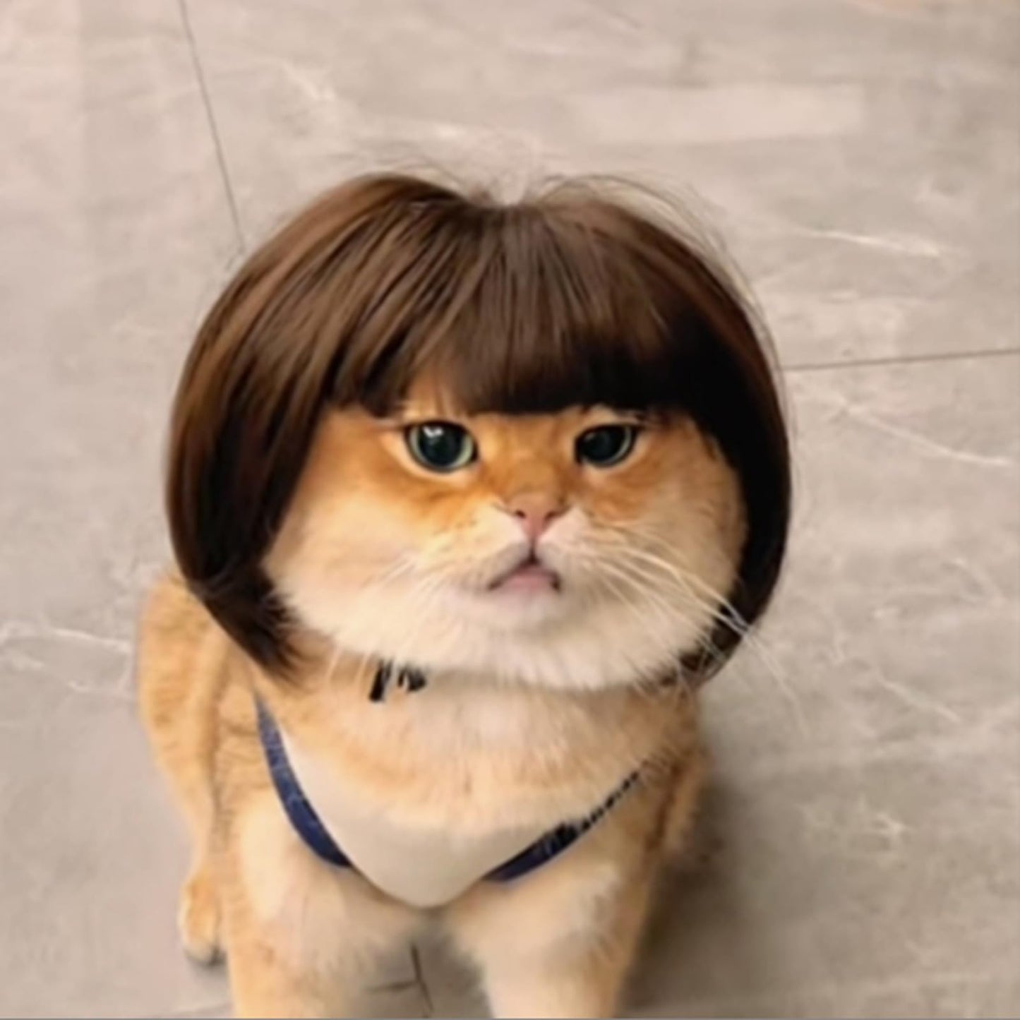 Dog Cat Cosplay Wig Halloween Dog Costume Funny Pet Wigs for Dogs