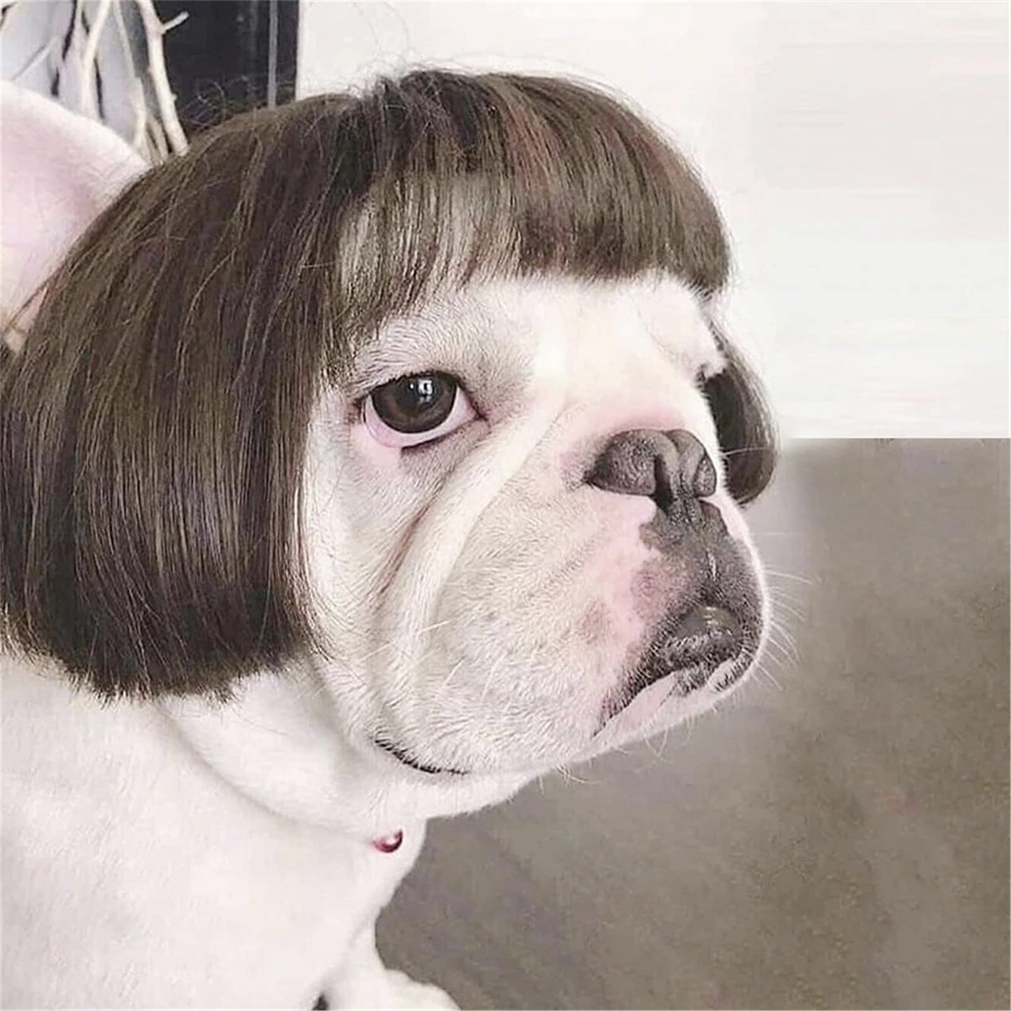 Pet Wigs - Dog Halloween Costume Dog Cat Cosplay Wig Funny Headwear